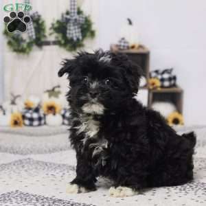 Buster, Havapoo Puppy